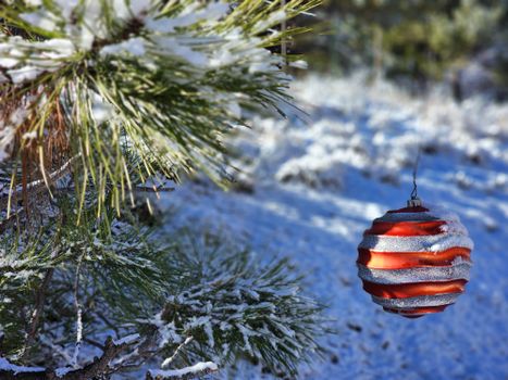 Red ornament hanging on a snow-covered pine branch outdoors, evoking a festive winter scene.