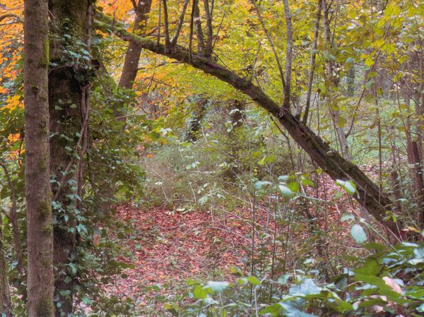 Sentier forestier d'automne jonché de feuilles rouges sous un tronc arqué