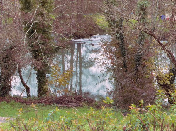 Étang reflétant arbres nus et ciel à travers des troncs couverts de lierre