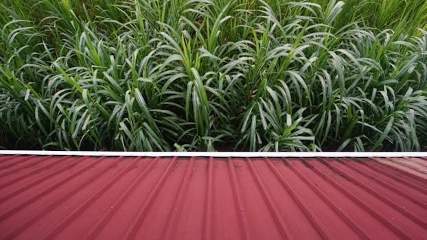 Photo by Irfan halim