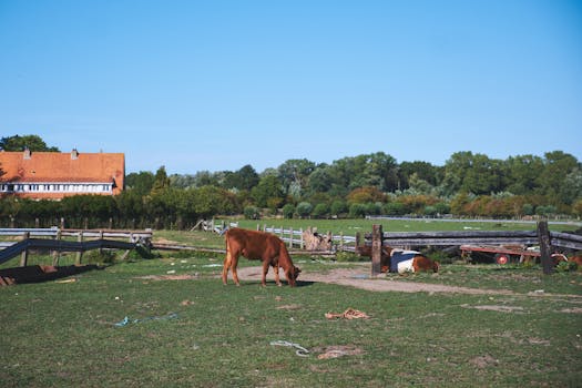 Free stock photo of animal grazing, belgium, blue sky