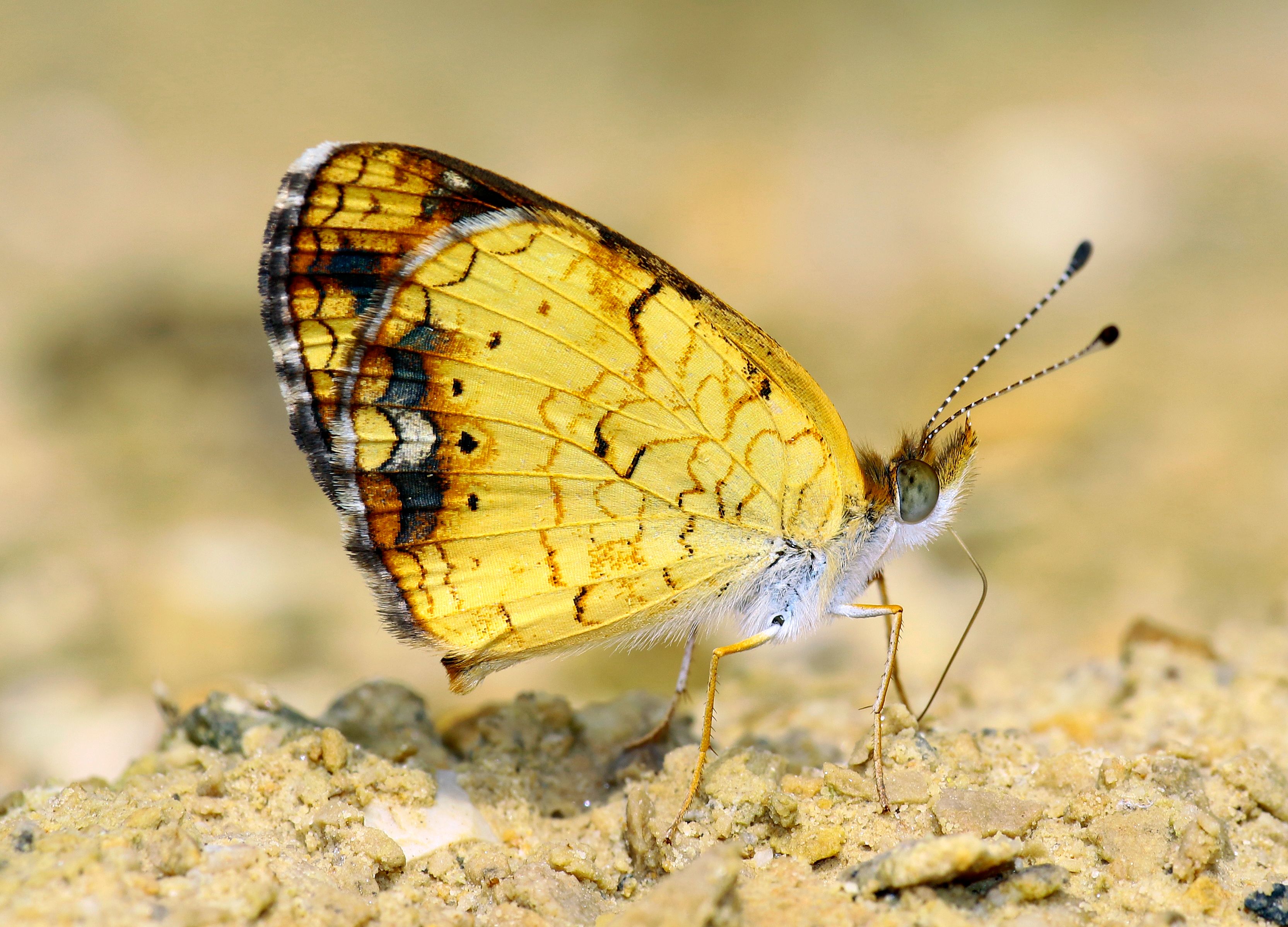 Close-Up of a Vibrant Yellow Butterfly in Nature · Free Stock Photo