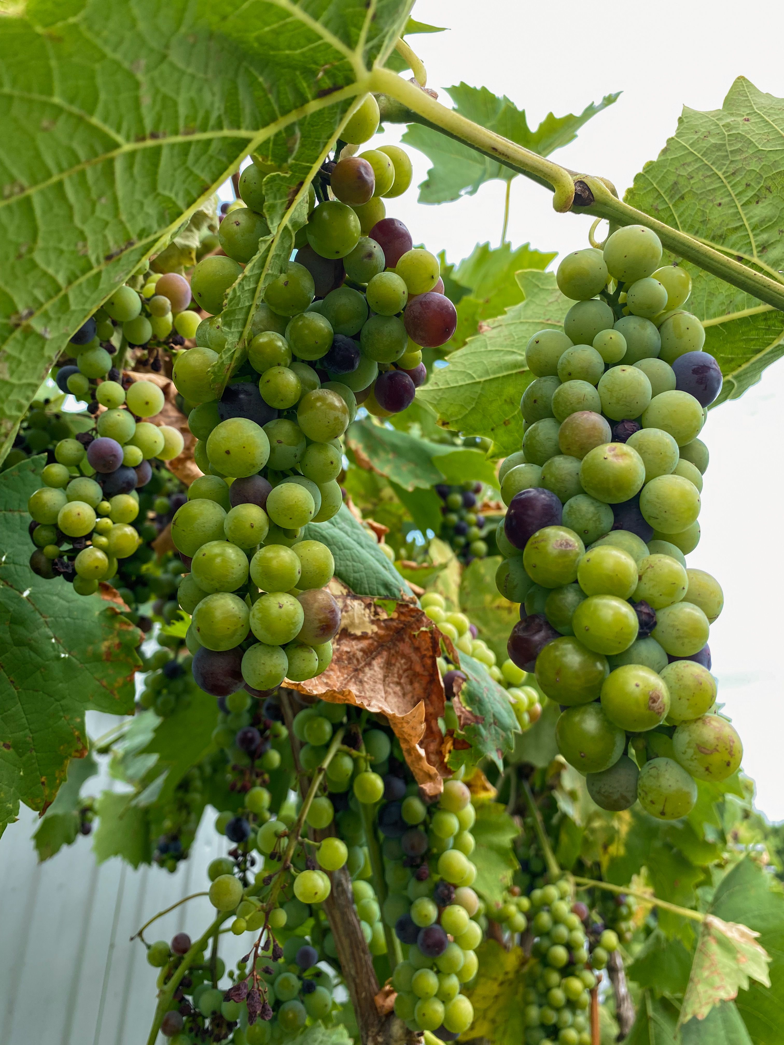 Close-up Shot of Ripening Grapes on Vine · Free Stock Photo