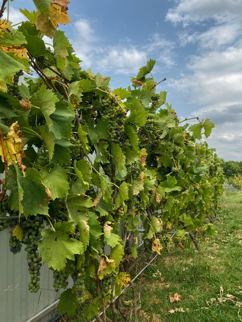Lush row of grapevines with green leaves and young grapes under a blue sky.