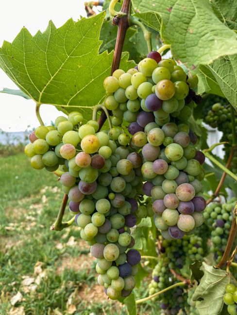 Close-up of ripe green and purple grapes hanging in a vineyard.