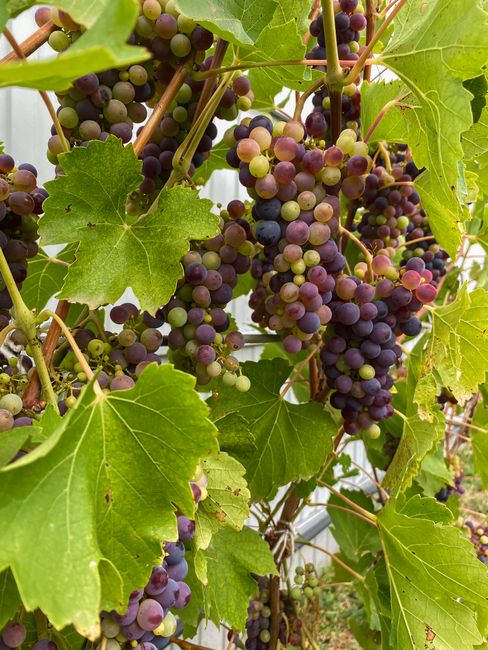 Clusters of multicolored grapes hanging on lush green vine leaves outdoors.