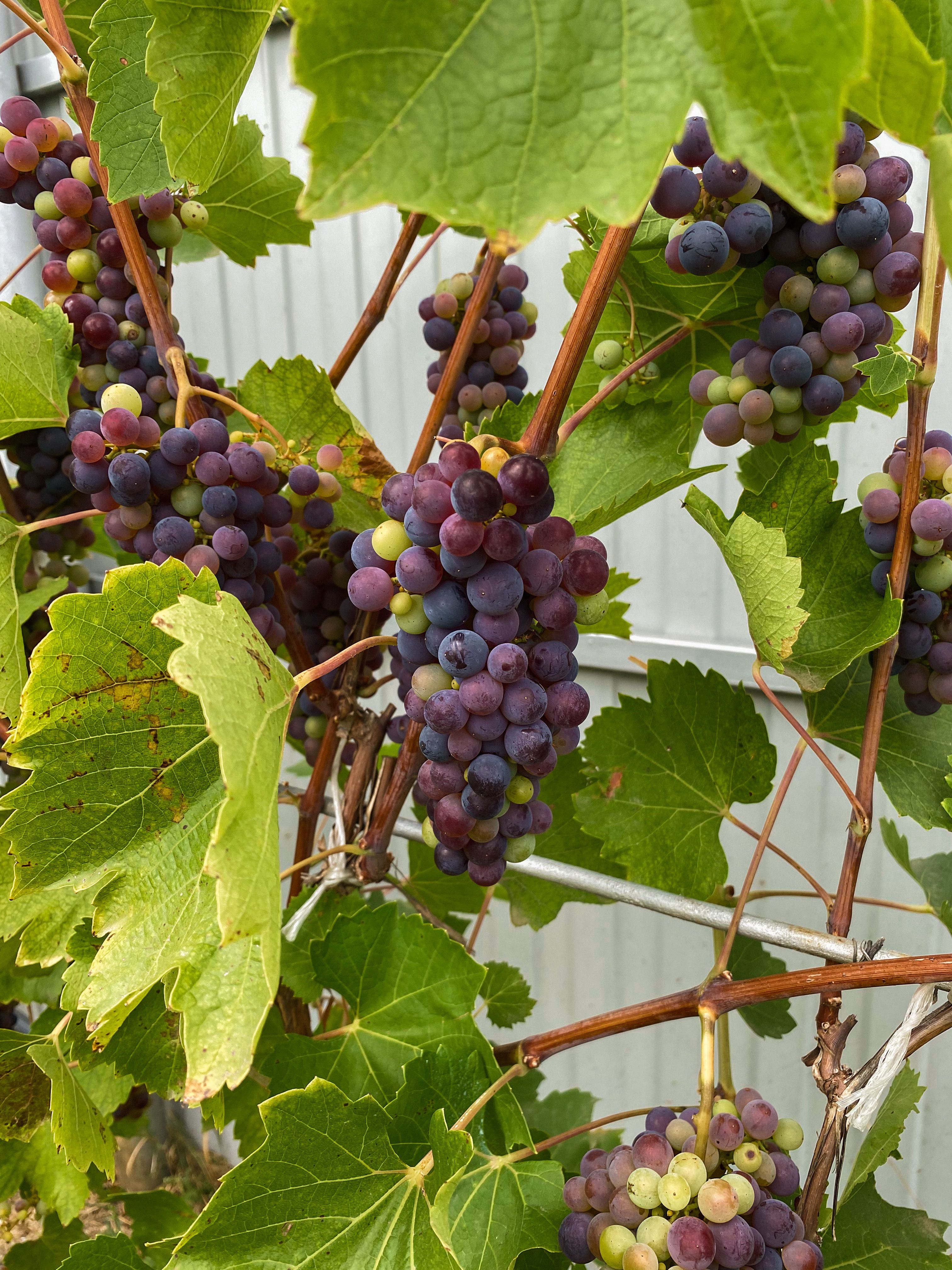 Ripe Grapes on the Vine Close-Up Photography · Free Stock Photo