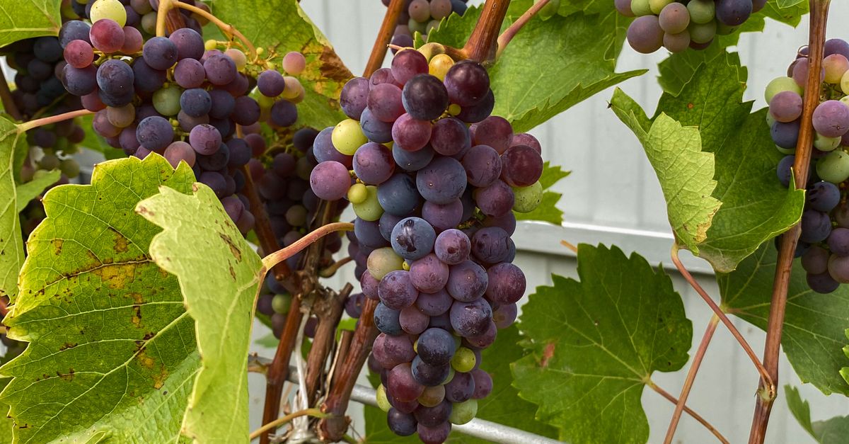 Grape Crop Ripe Ripe Grapes on the Vine Close-Up Photography · Free Stock Photo