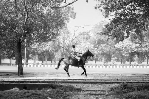 Free Black and white image of a horse and rider in a park setting. Stock Photo