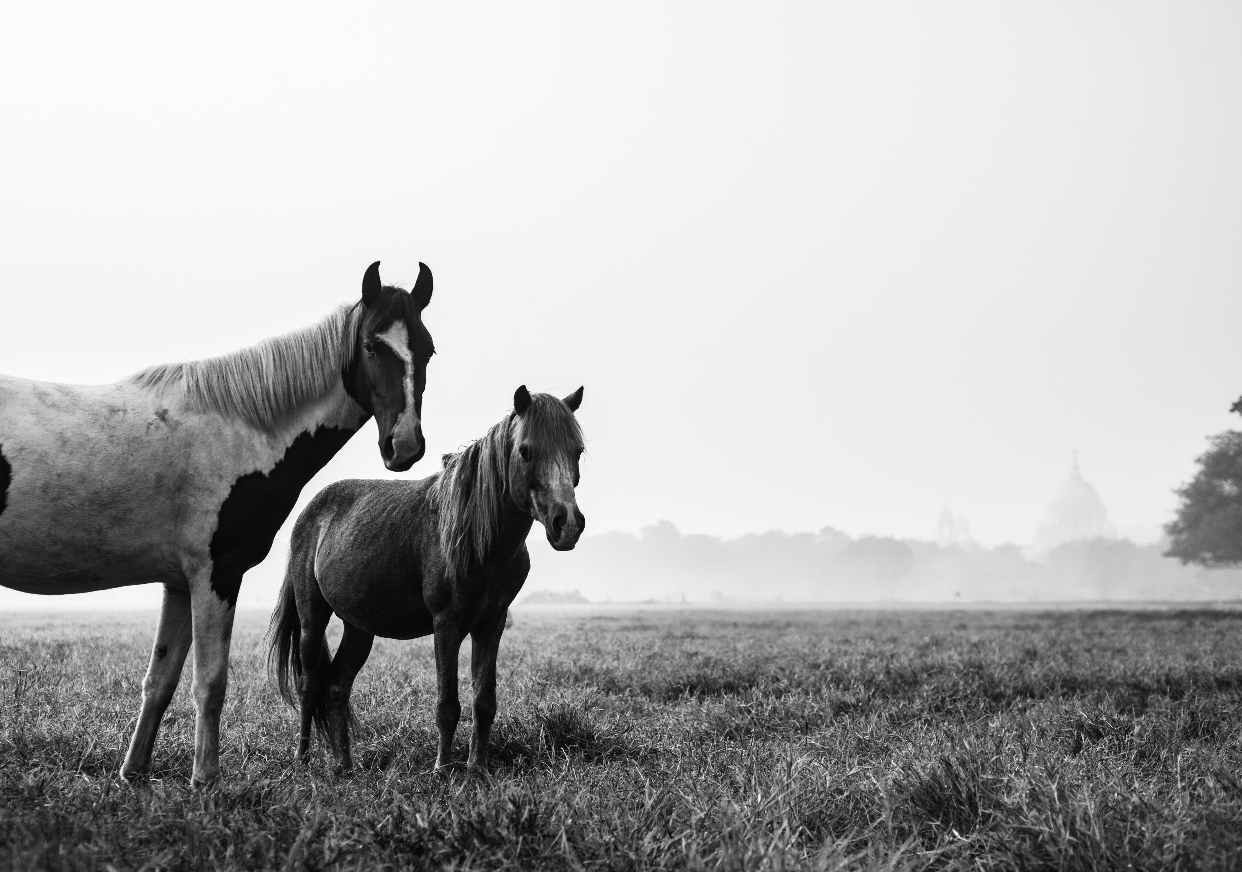 Photo gratuite de agriculture, animal, animal de compagnie, animaux de ...