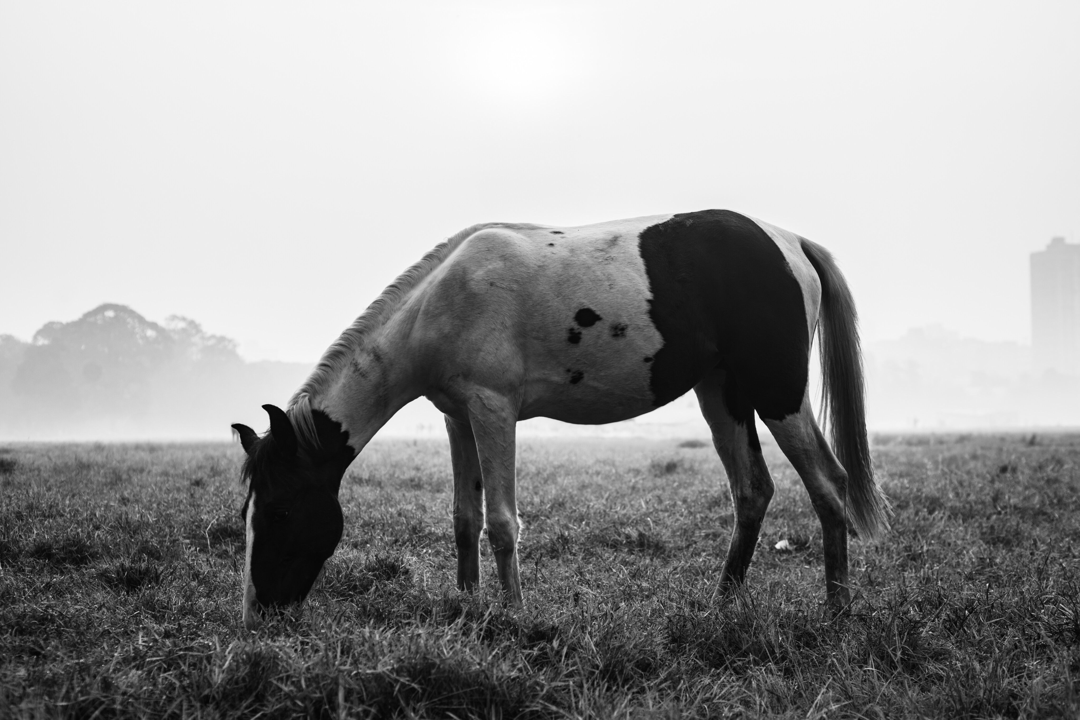 Black and White Horse Grazing in Misty Field · Free Stock Photo