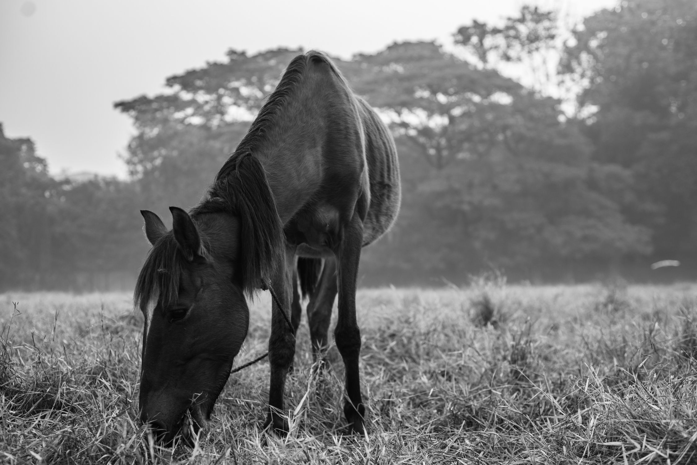 Black and White Horse Grazing in Scenic Field · Free Stock Photo