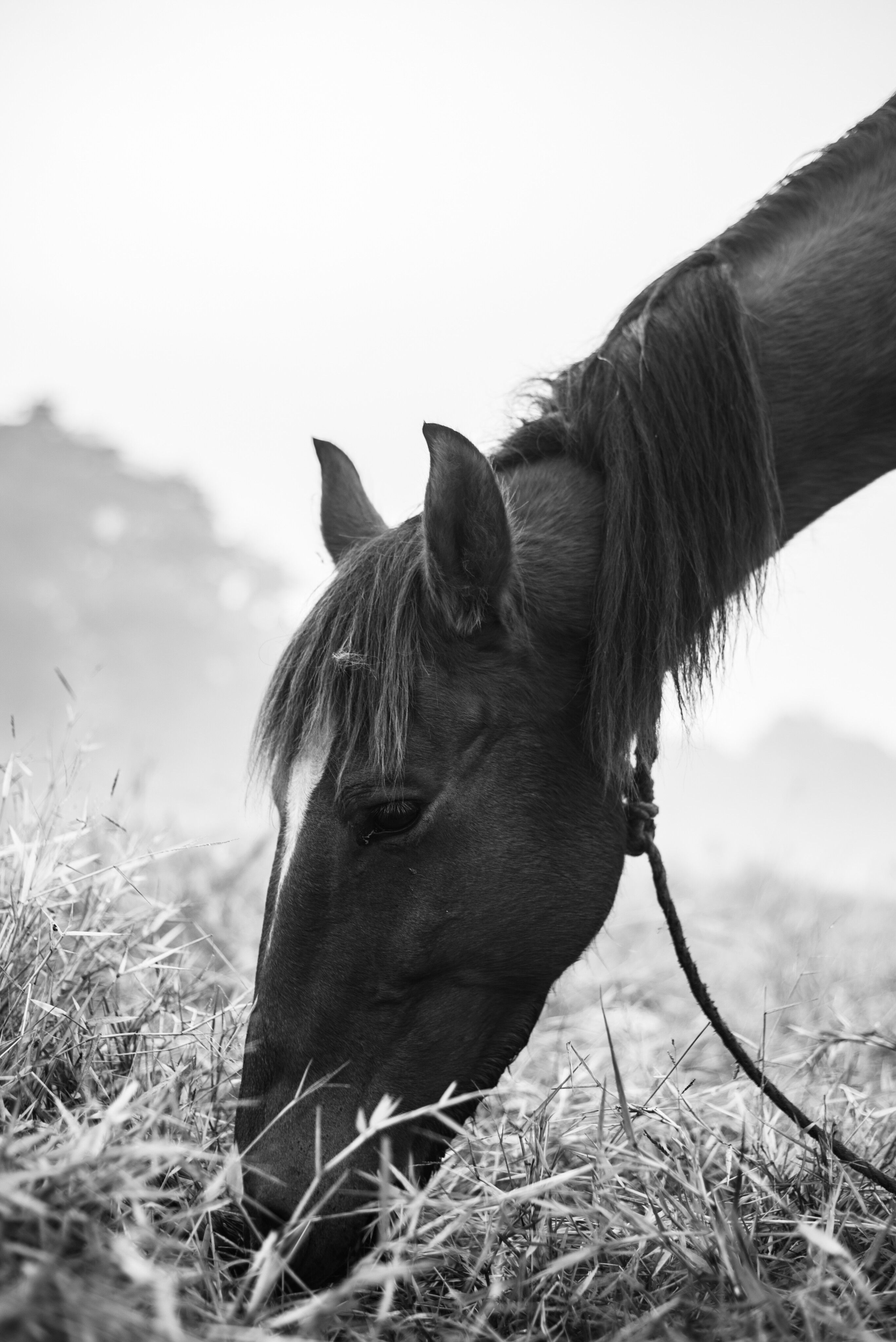 Black and White Portrait of a Grazing Horse · Free Stock Photo