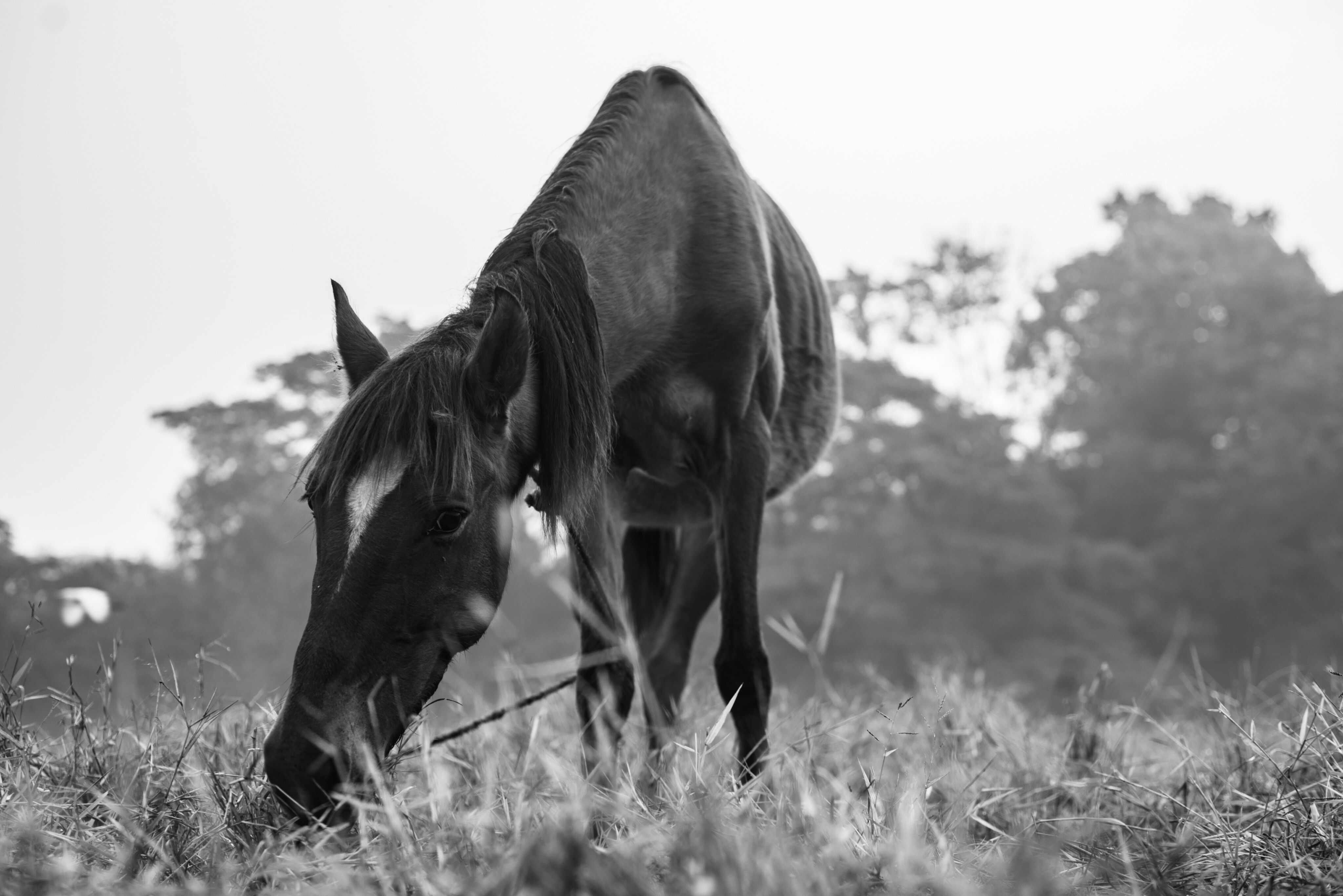 Black and White Horse Grazing in a Field · Free Stock Photo