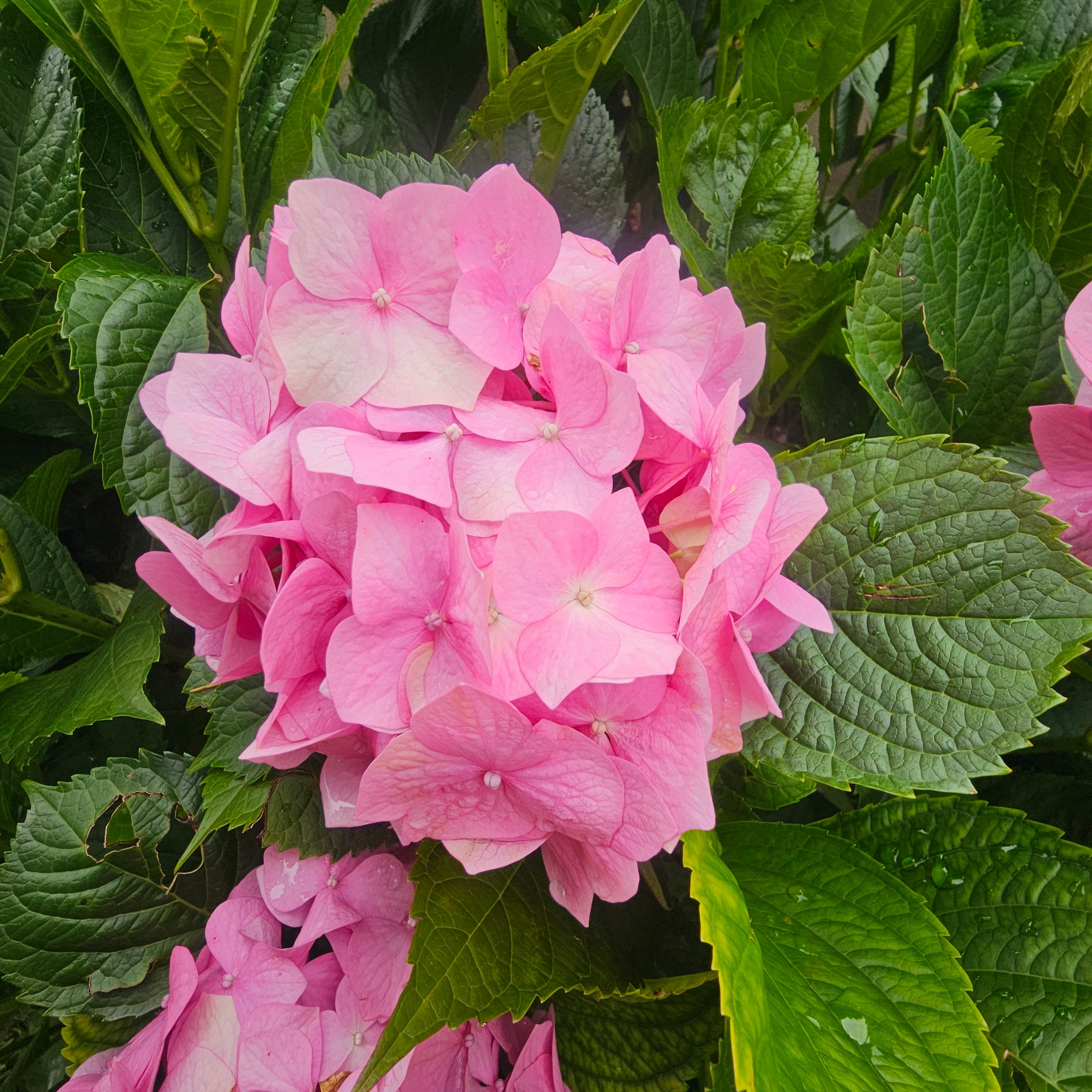 Vibrant Pink Hydrangea Blooms in Summer · Free Stock Photo