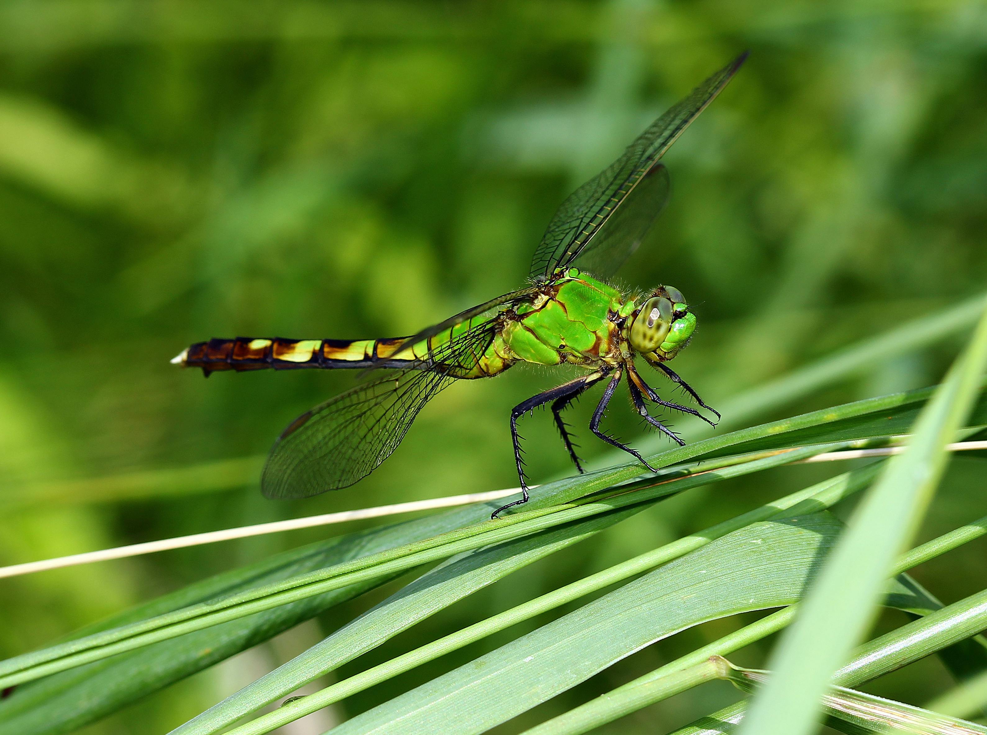 中研院強調獨立運作 排除政治干預 學者看好他當選院長