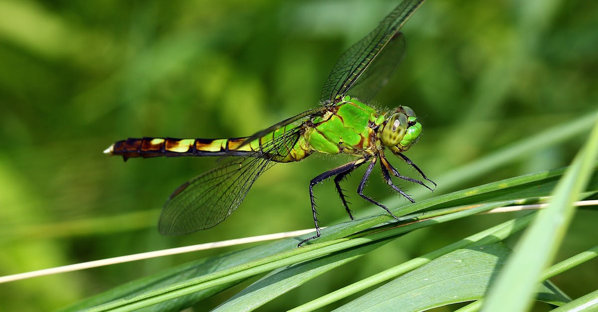 中研院強調獨立運作 排除政治干預 學者看好他當選院長