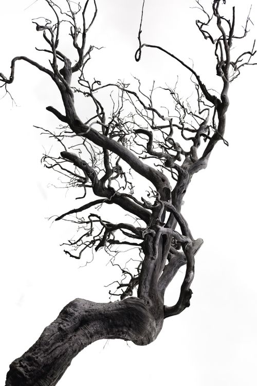 Free Capture of a leafless tree in Madeira, showcasing intricate branches. Stock Photo