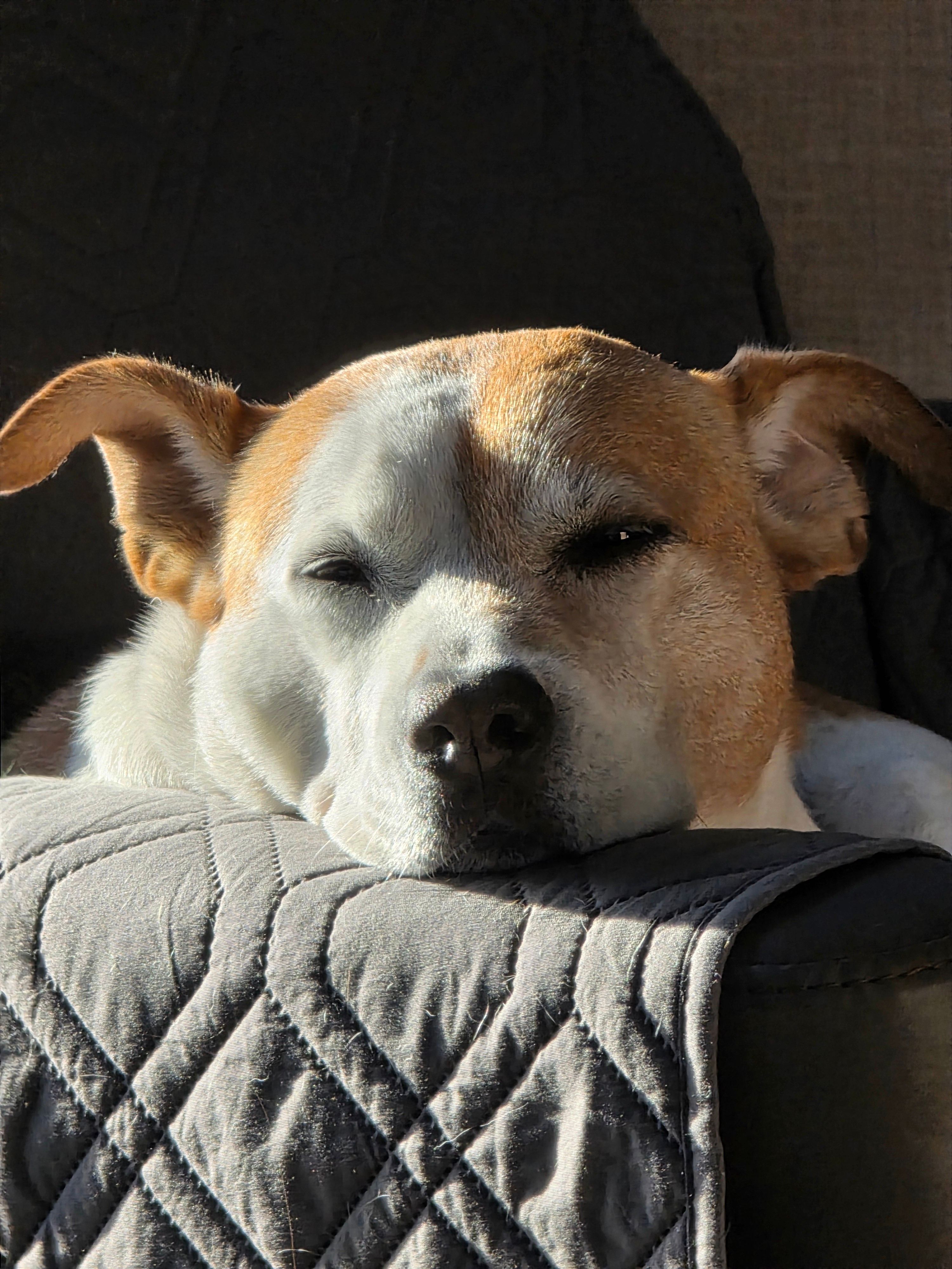 A relaxed Jack Russell Terrier peacefully enjoys sunlight on a quilted couch.
