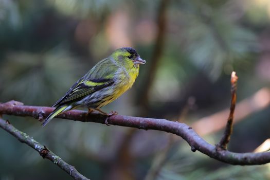 siskin greenfinch bird