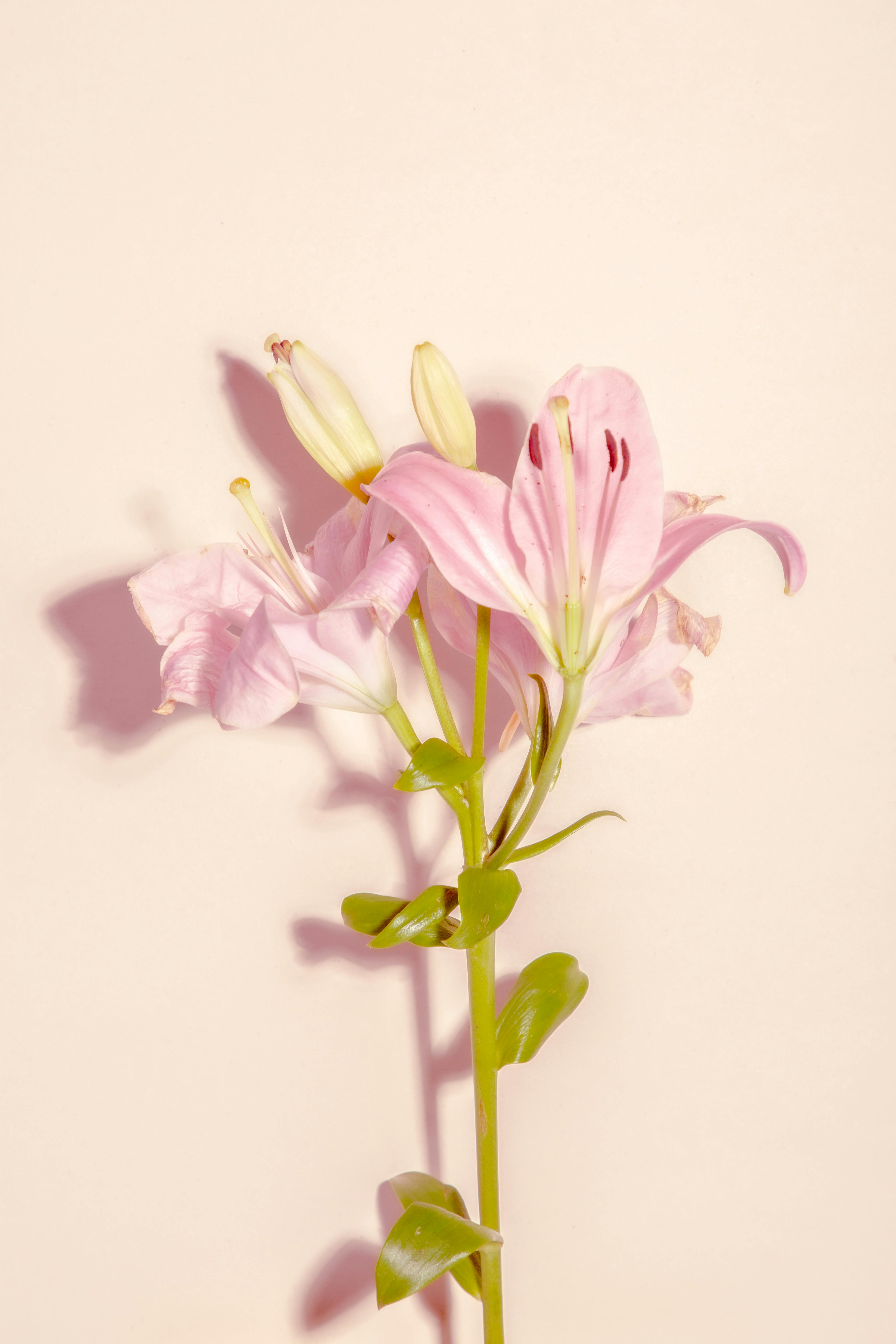 Close-up of a pink lily flower against a soft pastel backdrop, exuding elegance.