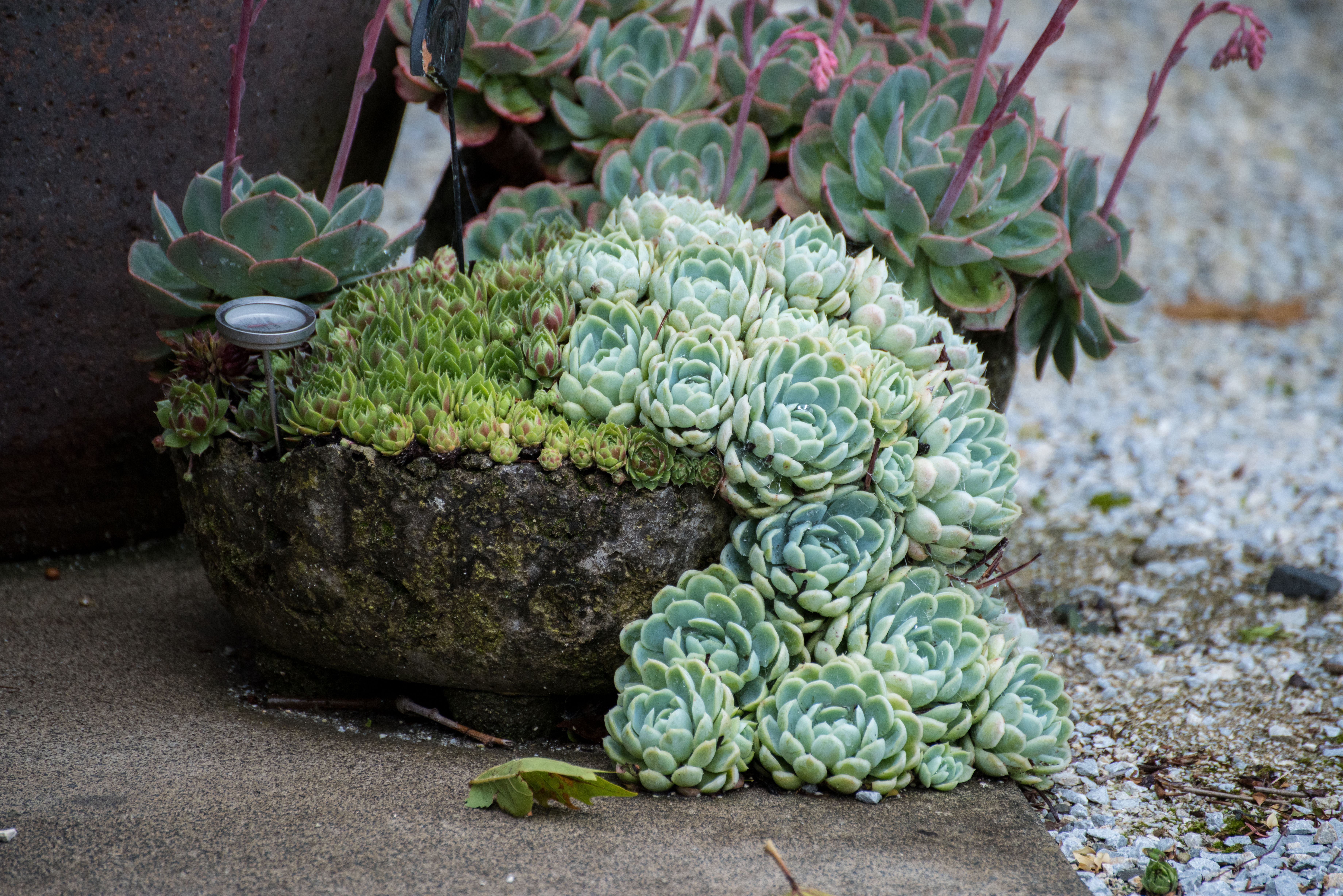A lush display of succulents in an outdoor garden setting in New Zealand, showcasing vibrant green and pastel hues.