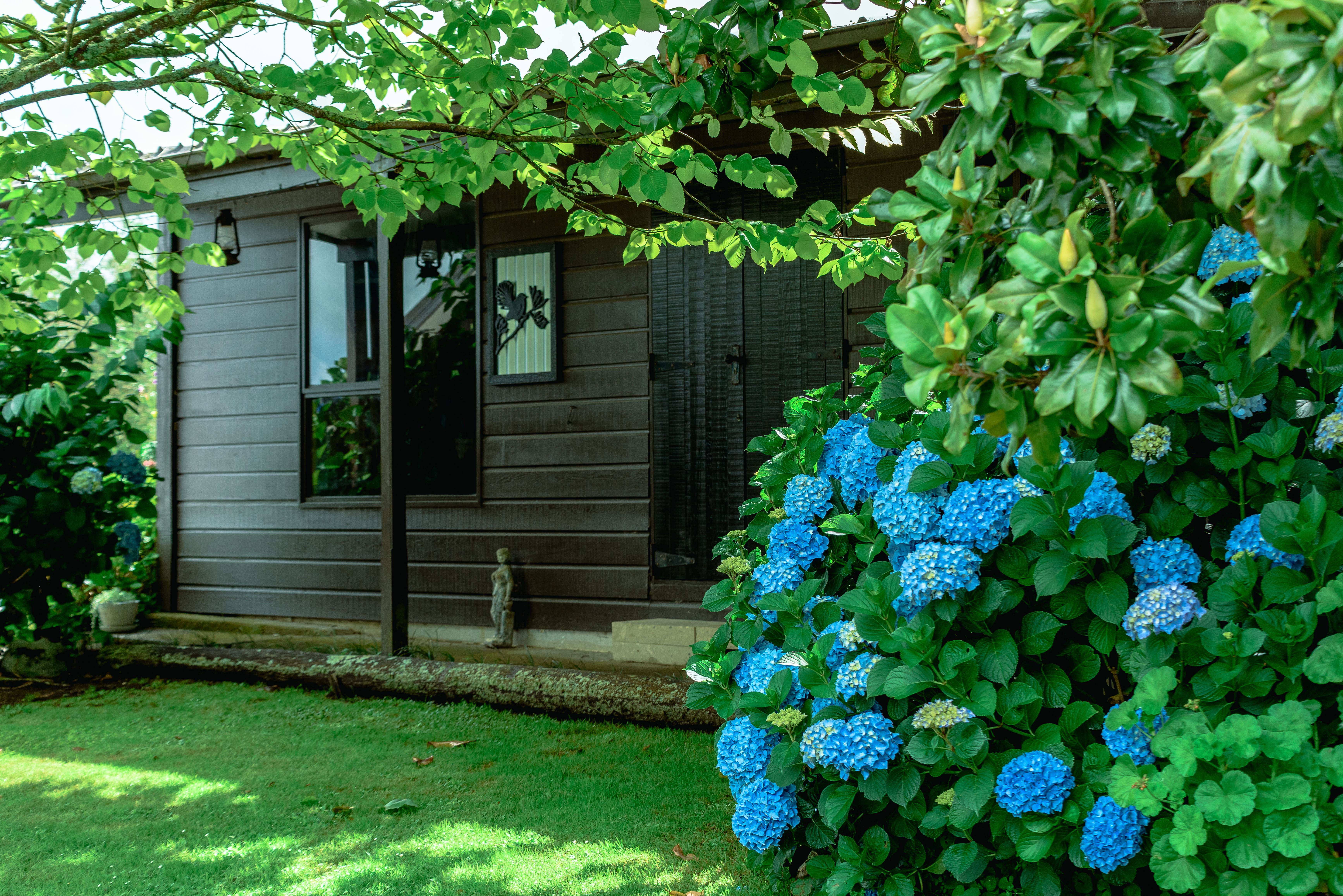 A small dark timber building beside a lawn and blue hydrangeas