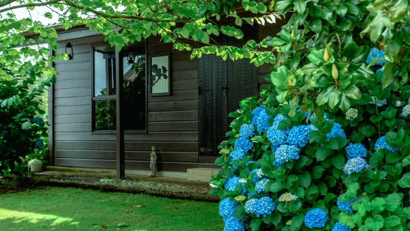 A small dark timber building beside a lawn and blue hydrangeas