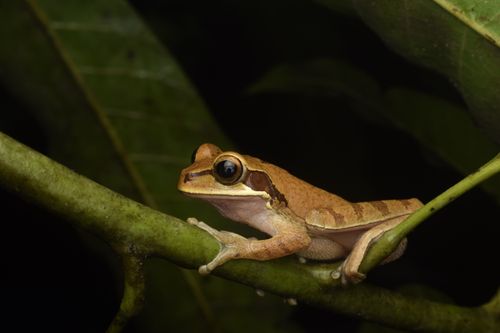 Free Close-up of a golden frog perched on a branch in a lush tropical environment. Stock Photo