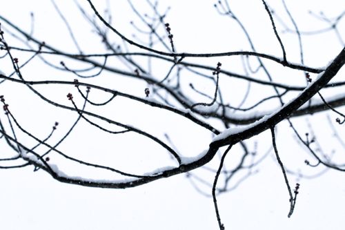 Free Close-up of tree branches covered in snow during winter, minimalistic view. Stock Photo