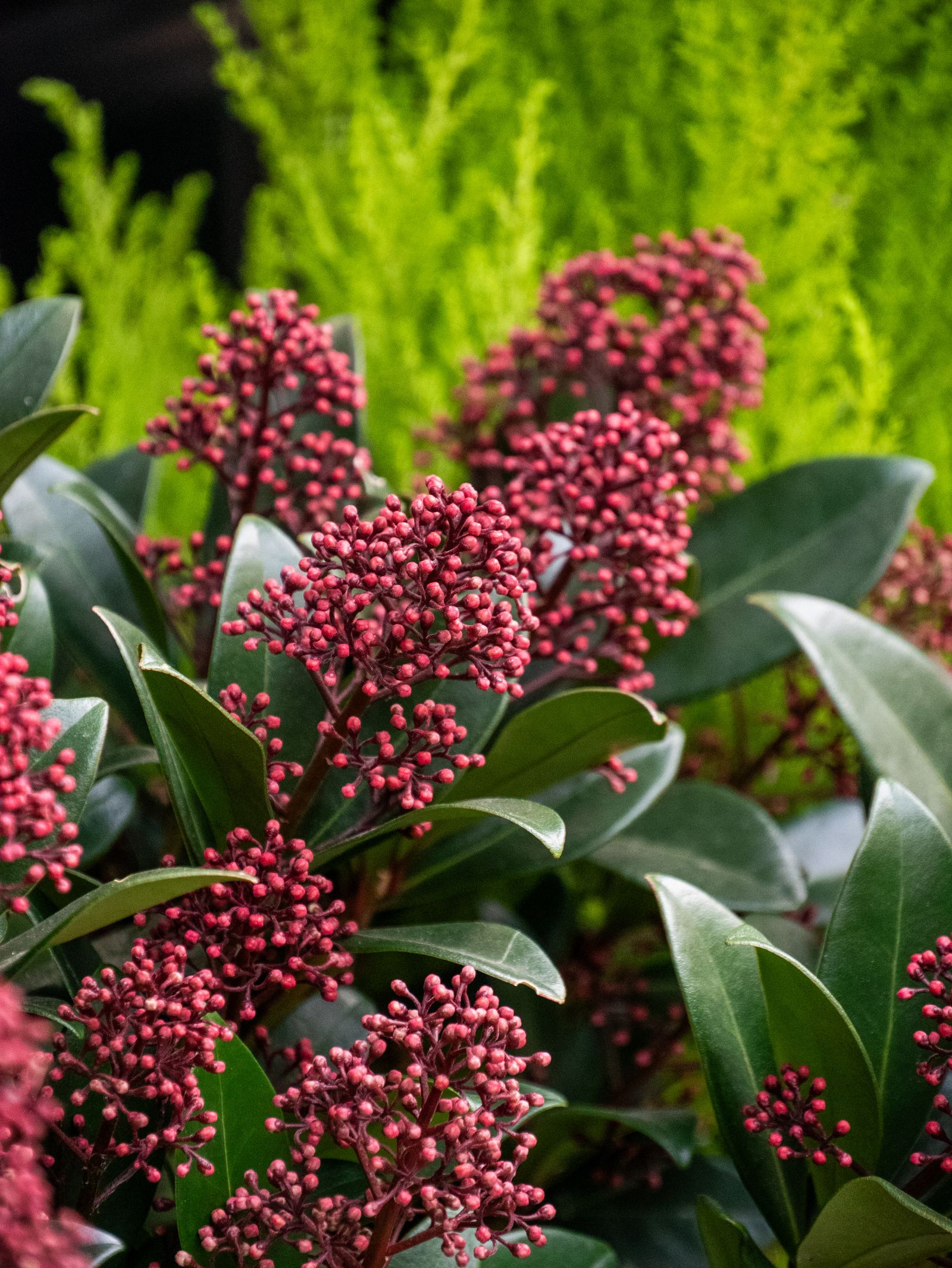 Skimmia met trossen roodpaarse knoppen en donkergroen blad