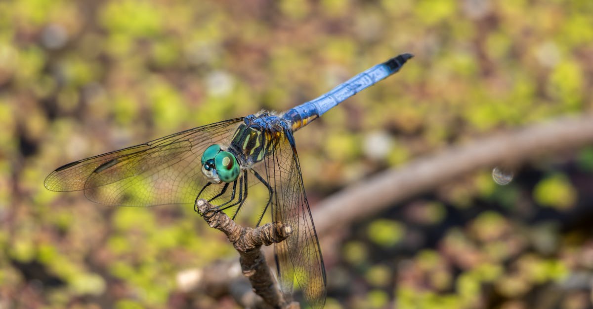 毛毛蟲大軍入侵道路與住家 民眾生活嚴重受影響