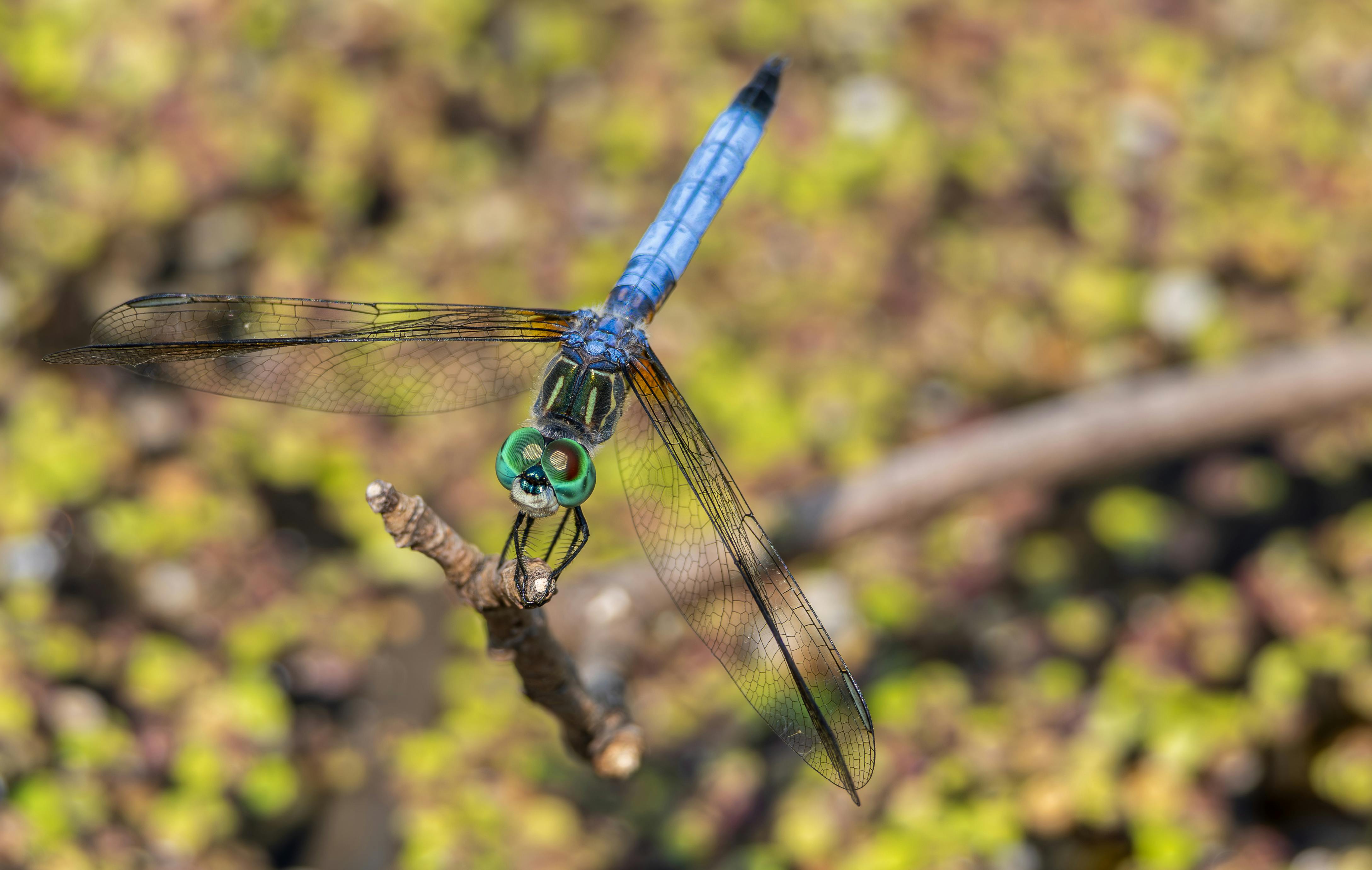 毛毛蟲大軍入侵道路與住家 民眾生活嚴重受影響