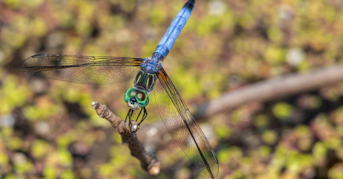 毛毛蟲大軍入侵道路與住家 民眾生活嚴重受影響