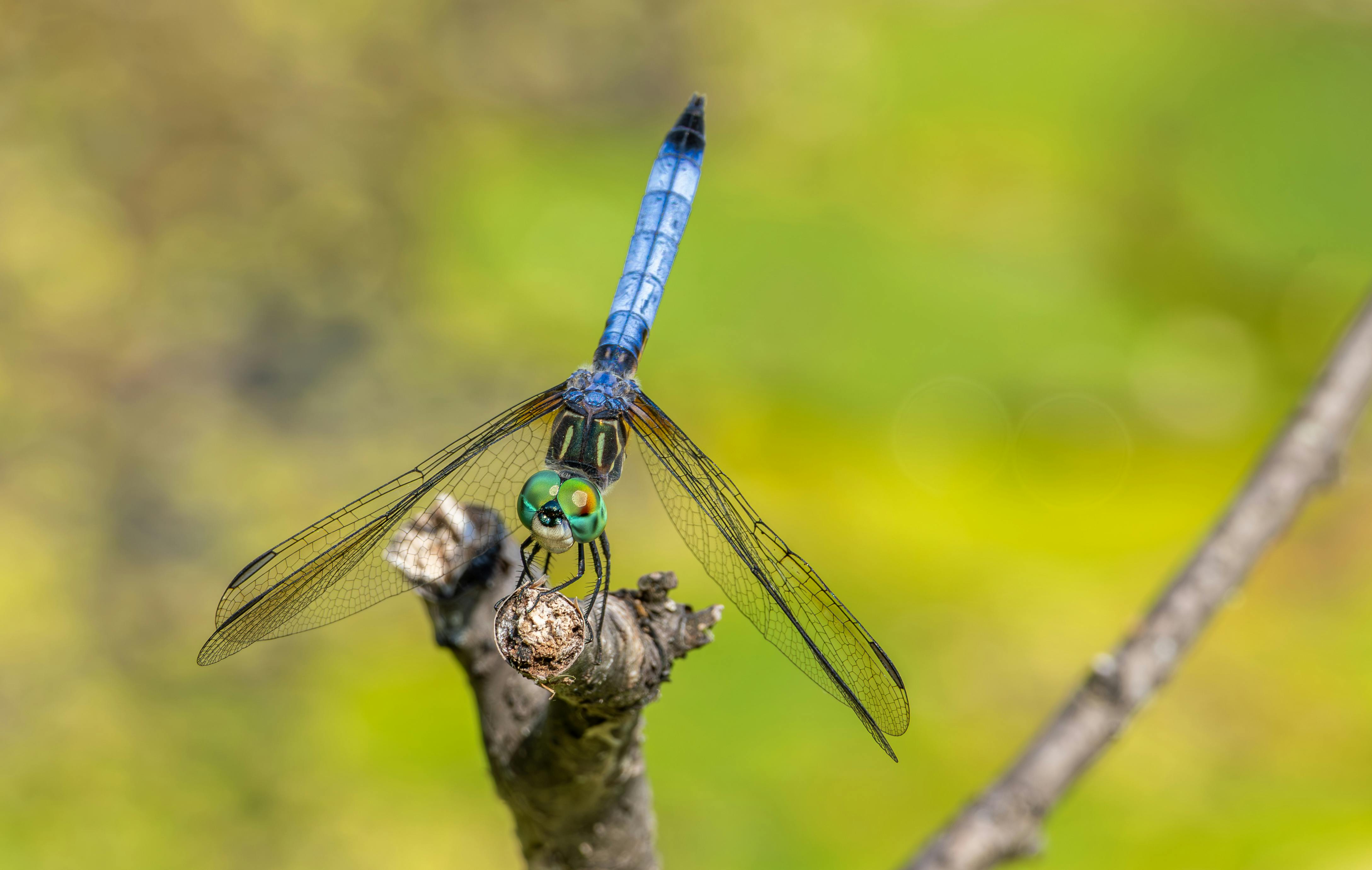 毛毛蟲大軍入侵道路與住家 民眾生活嚴重受影響