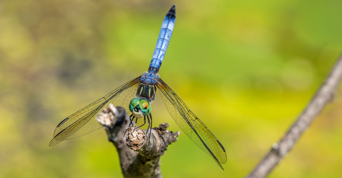 毛毛蟲大軍入侵道路與住家 民眾生活嚴重受影響