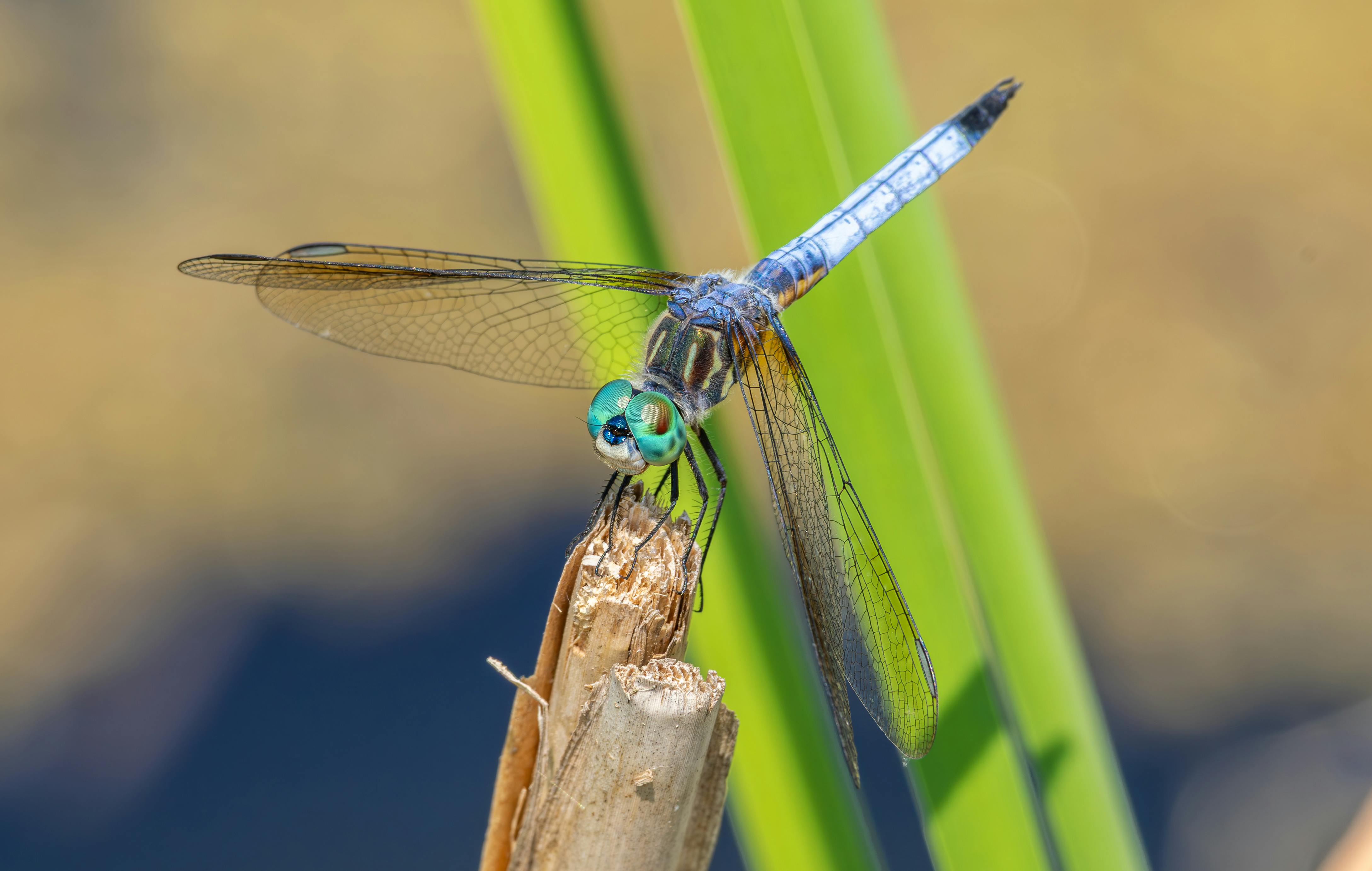 毛毛蟲大軍入侵道路與住家 民眾生活嚴重受影響