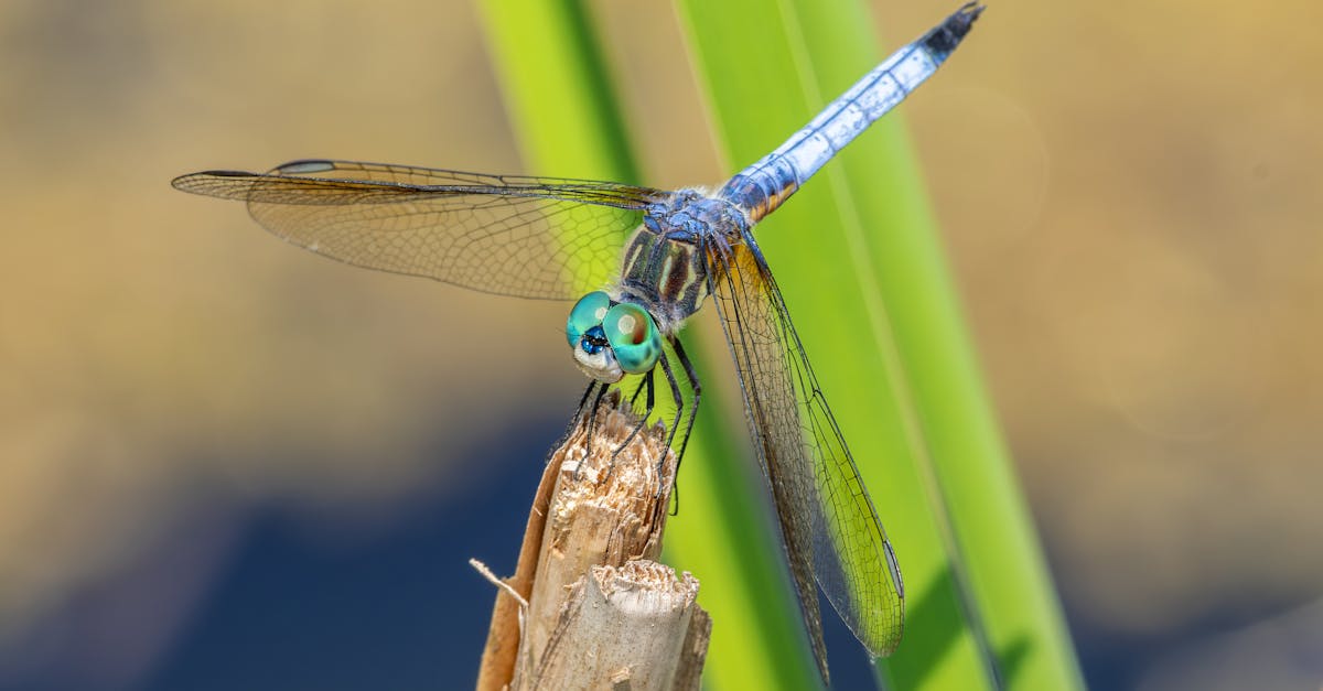 毛毛蟲大軍入侵道路與住家 民眾生活嚴重受影響