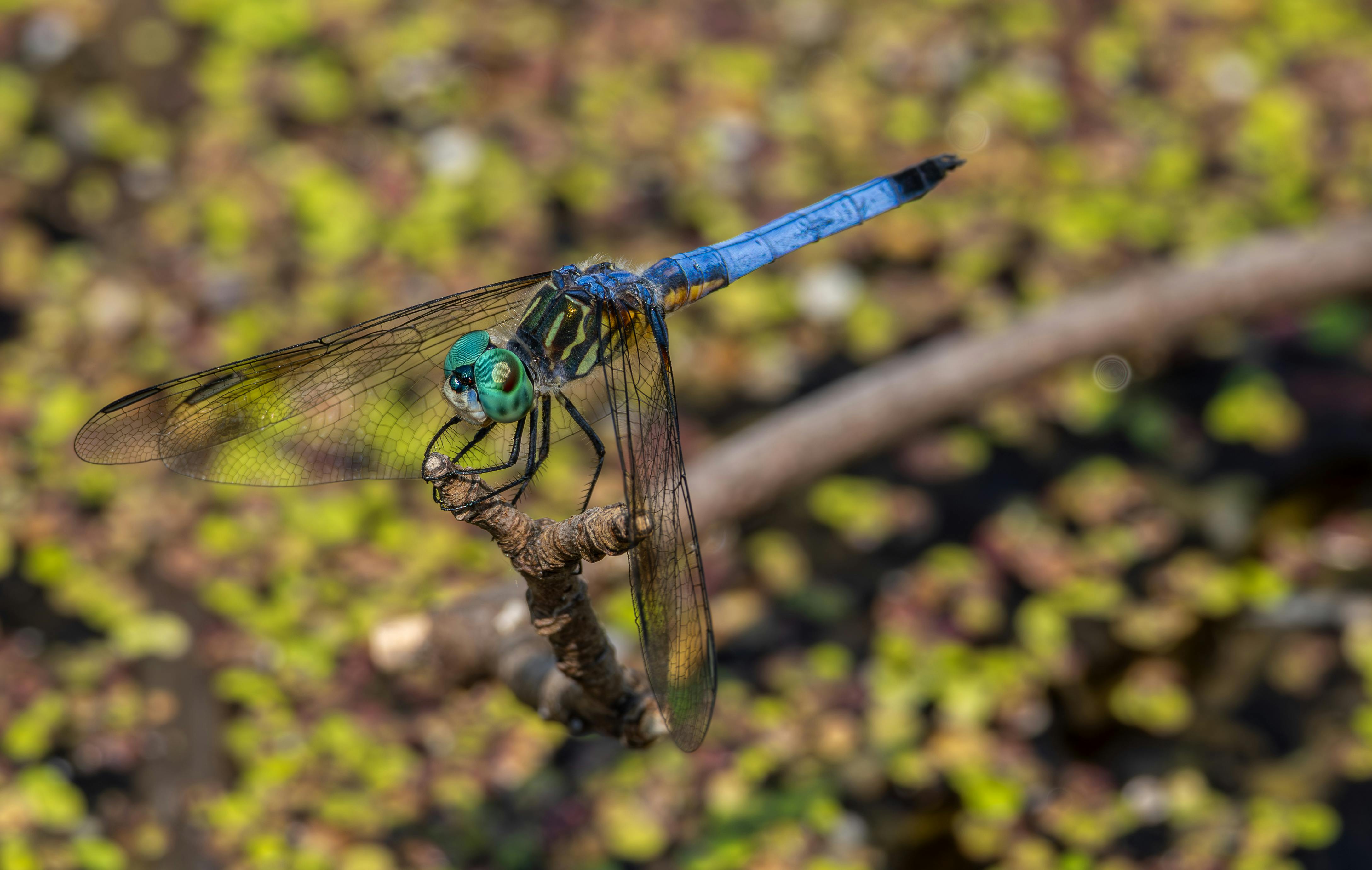 毛毛蟲大軍入侵道路與住家 民眾生活嚴重受影響