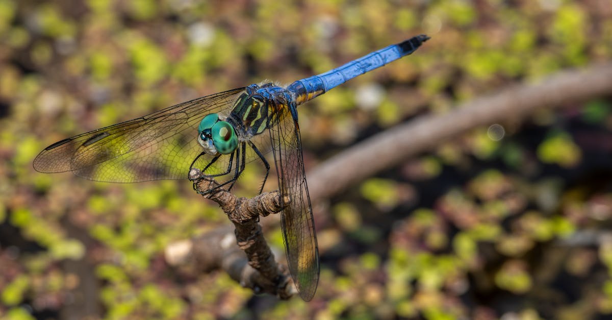 毛毛蟲大軍入侵道路與住家 民眾生活嚴重受影響