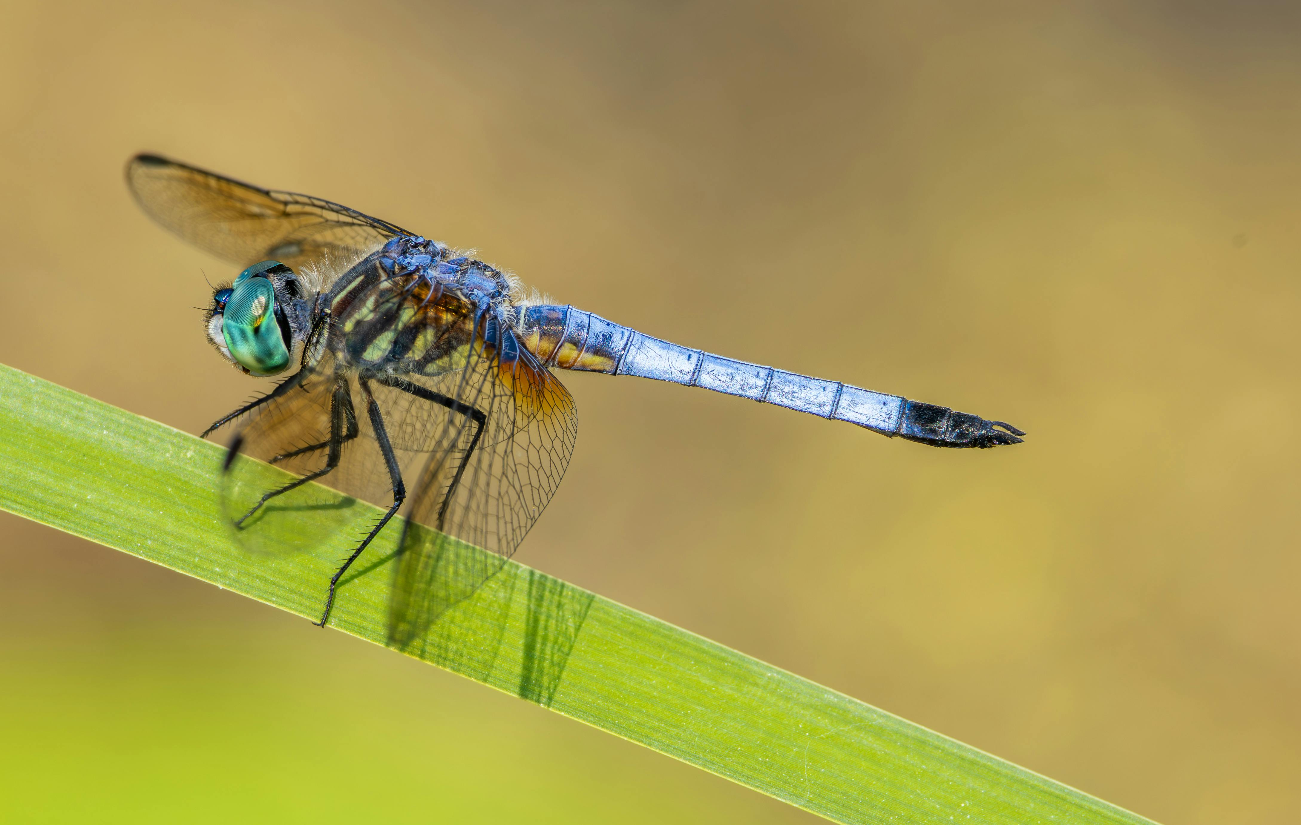 毛毛蟲大軍入侵道路與住家 民眾生活嚴重受影響