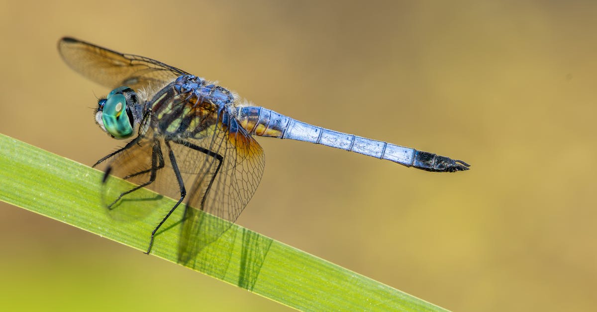 毛毛蟲大軍入侵道路與住家 民眾生活嚴重受影響