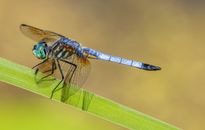Detailed macro photo of a Blue Dasher dragonfly perched on a green leaf, showcasing its vibrant blue body and transparent wings.