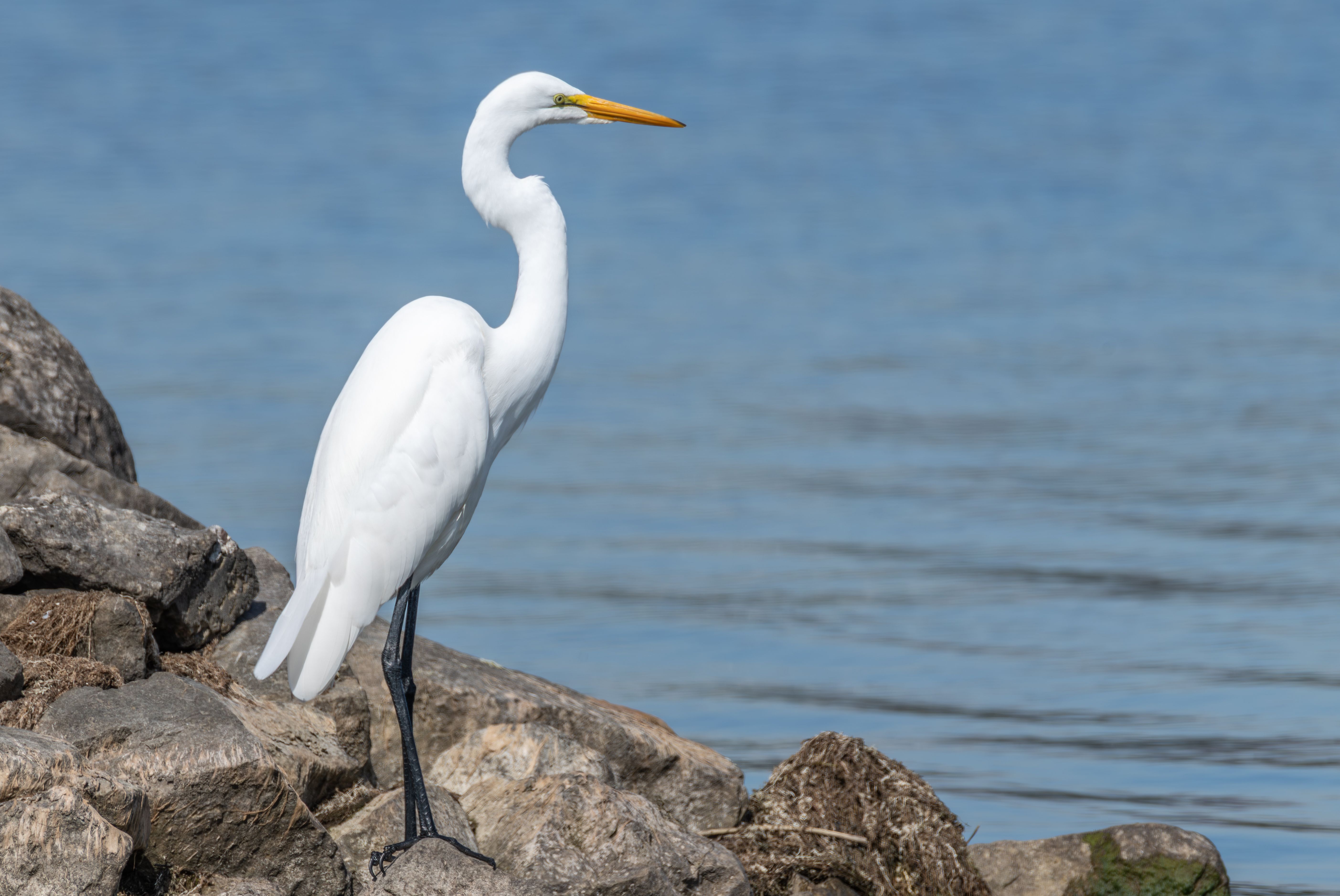 A stunning Great Egret perched on rocks by a serene lakeside, showcasing its elegant white plumage.
