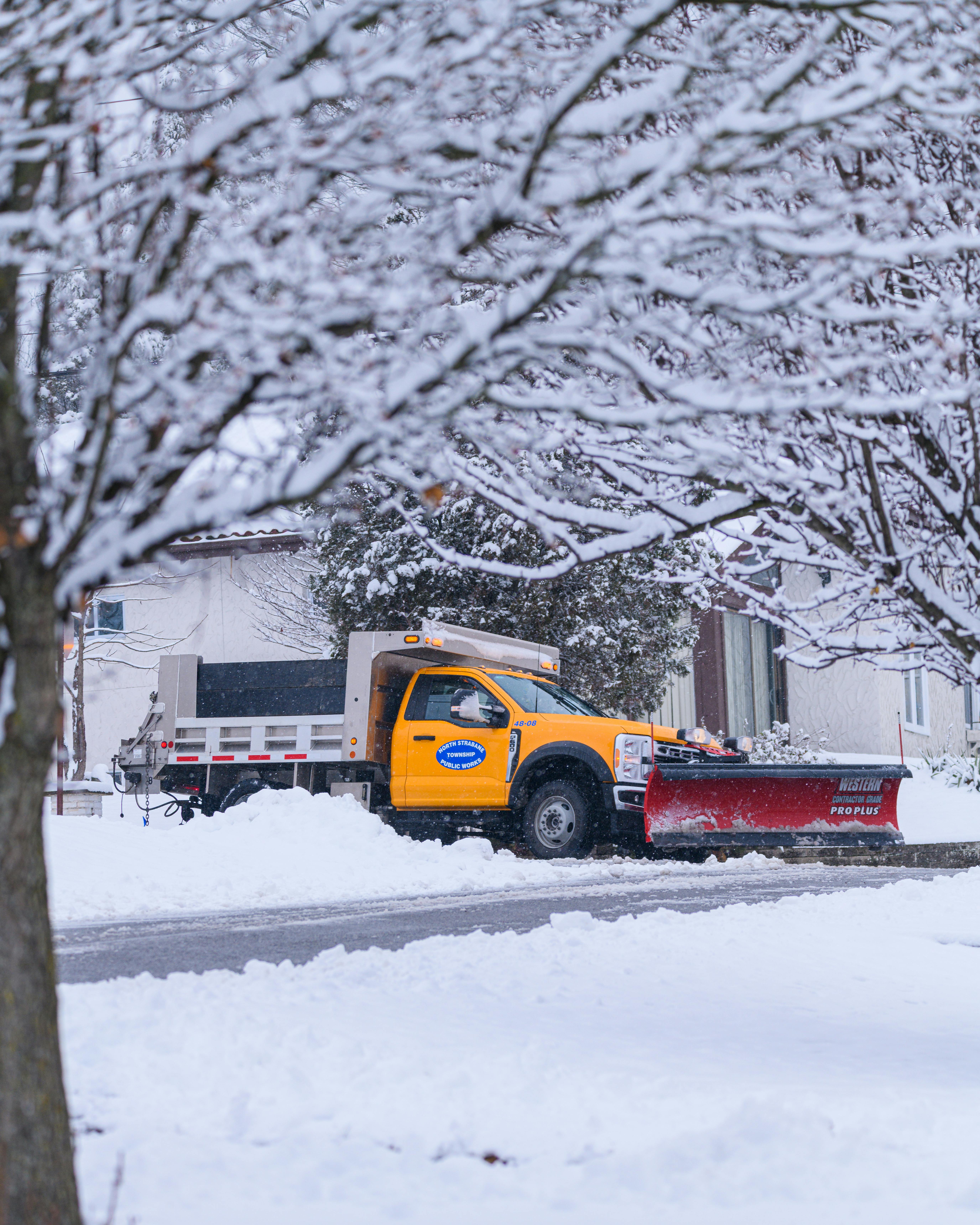 Free stock photo of birds, cardinal, chickadee