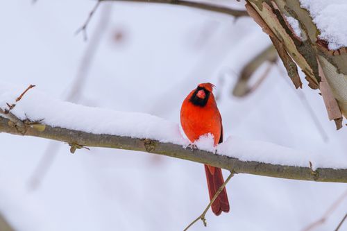 Free A bright red Northern Cardinal perches on a snow-covered branch in winter. Stock Photo
