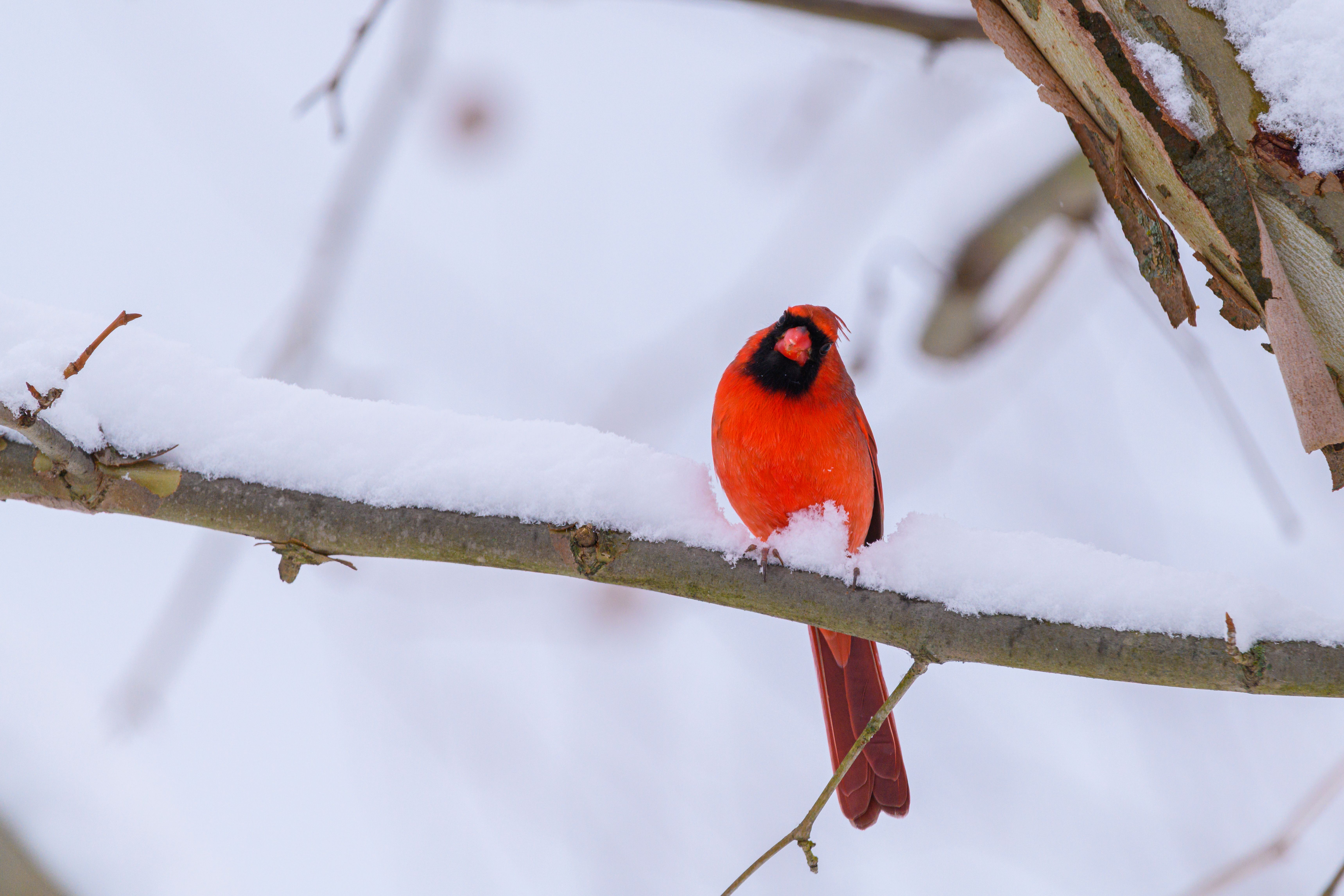 Vibrant Cardinal in Snowy Canonsburg Scene · Free Stock Photo