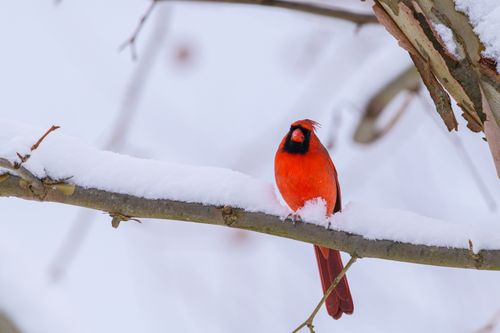 Free A vibrant red cardinal sitting on a snow-covered branch, showcasing winter beauty. Stock Photo