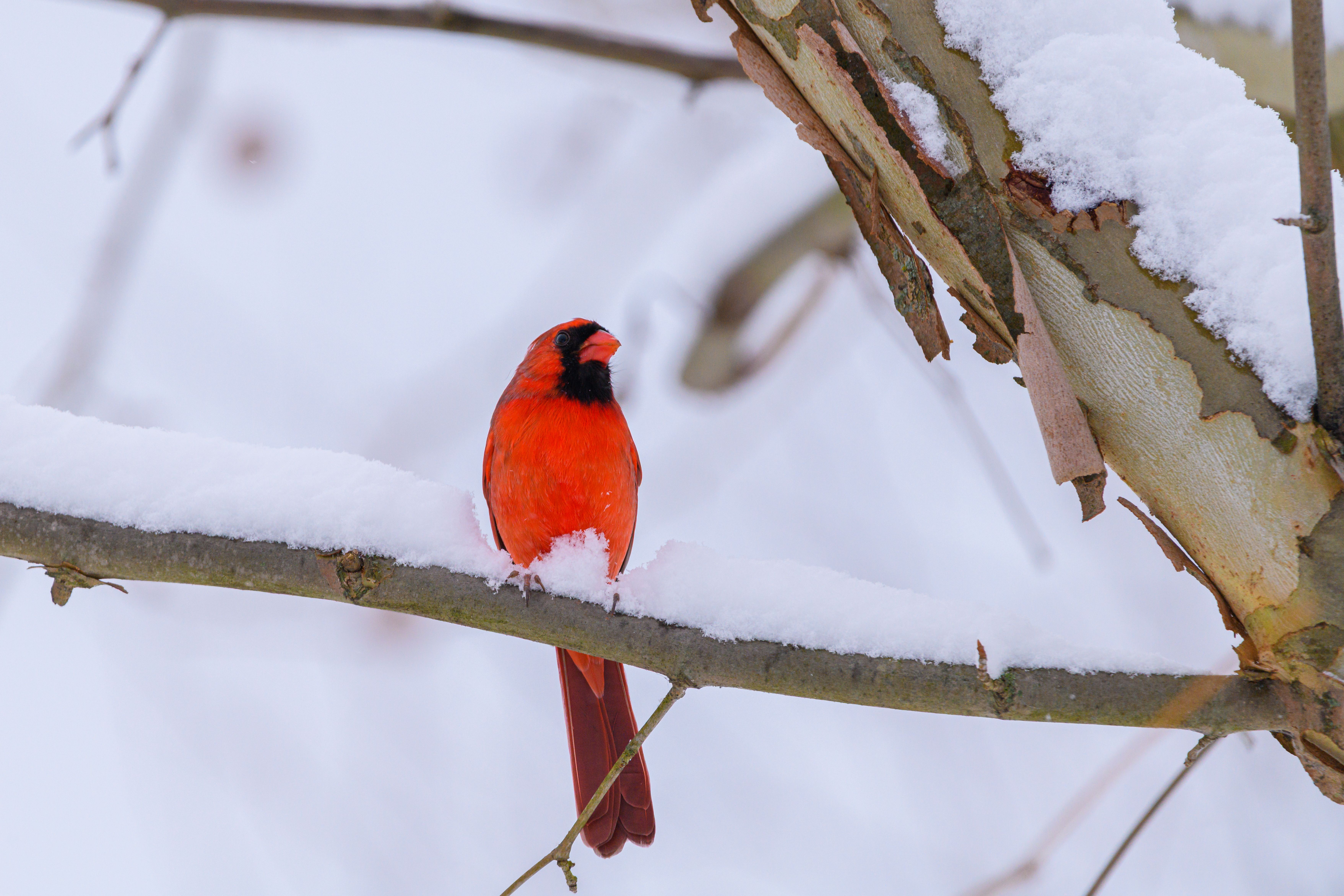 Cardinal Energy reports Q2 results