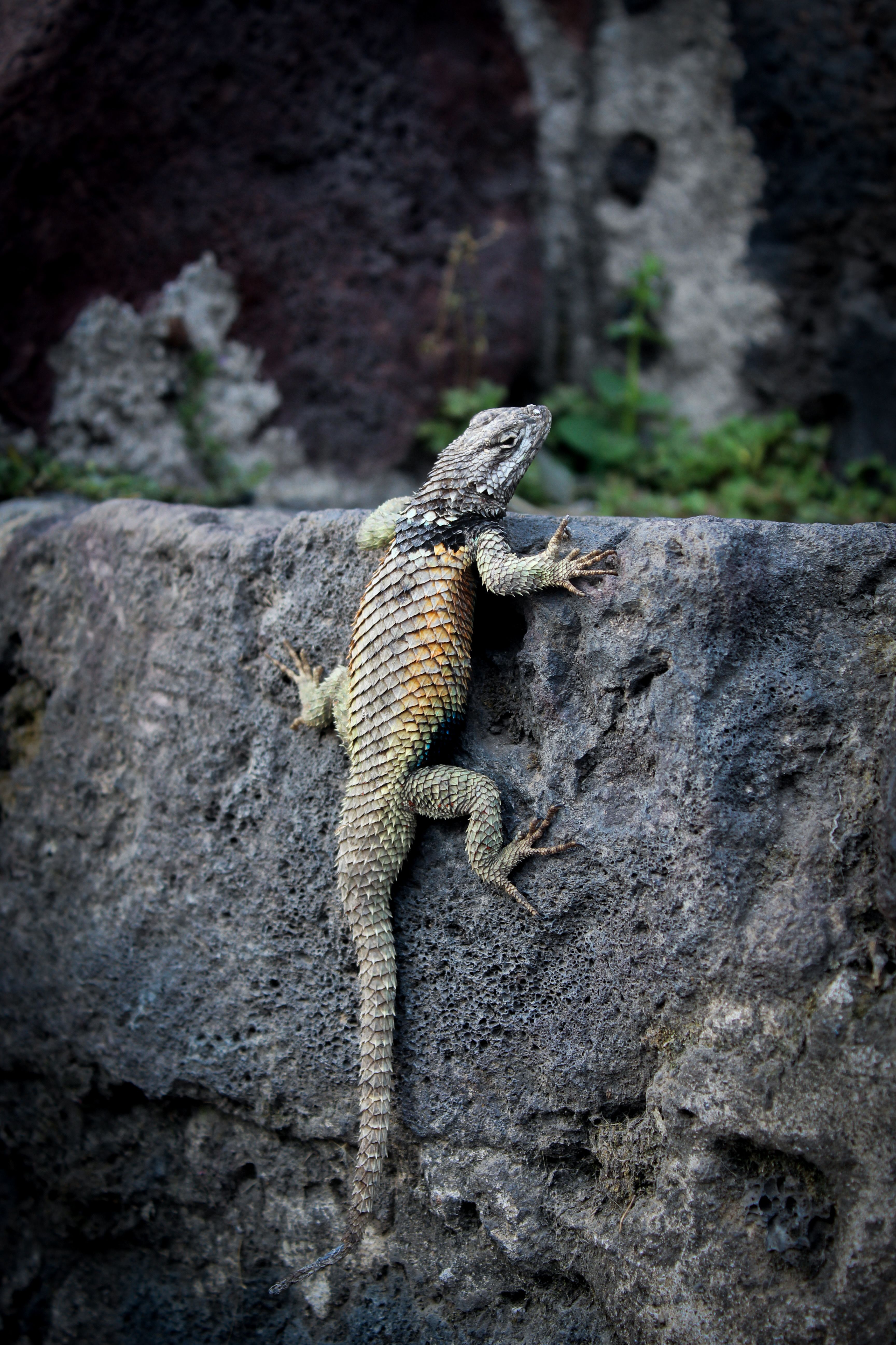 Close-up of Lizard Climbing a Rock Wall Outdoors · Free Stock Photo